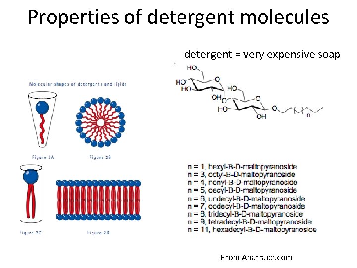 Properties of detergent molecules detergent = very expensive soap From Anatrace. com 