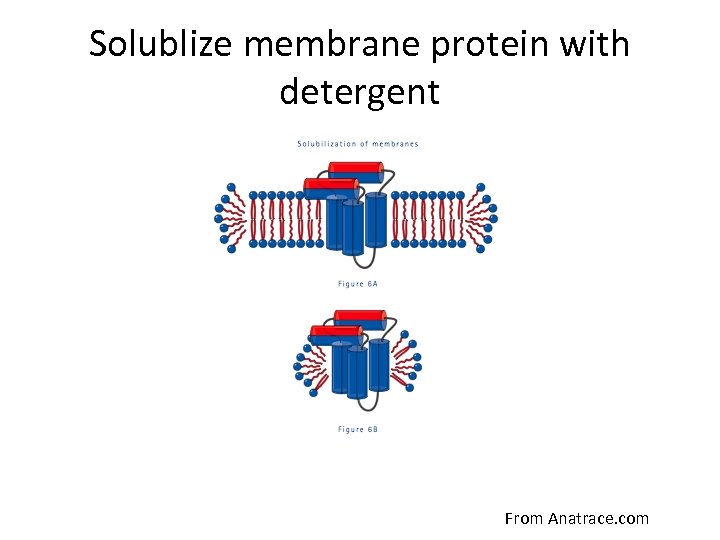 Solublize membrane protein with detergent From Anatrace. com 