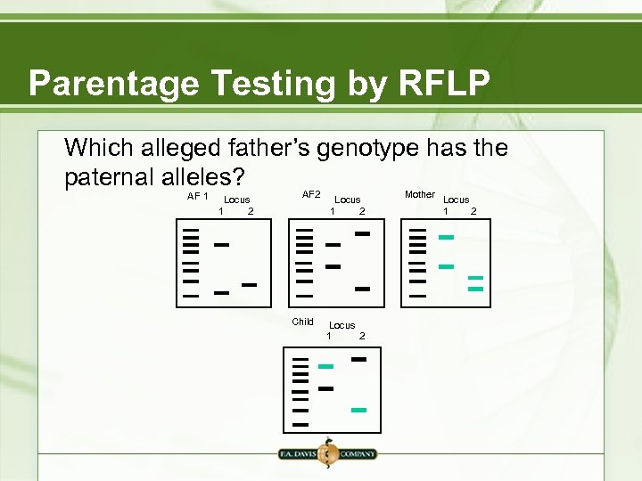 Parentage Testing by RFLP Which alleged father’s genotype has the paternal alleles? AF 1