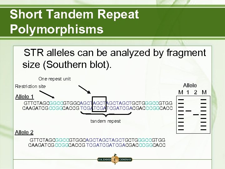 Short Tandem Repeat Polymorphisms STR alleles can be analyzed by fragment size (Southern blot).