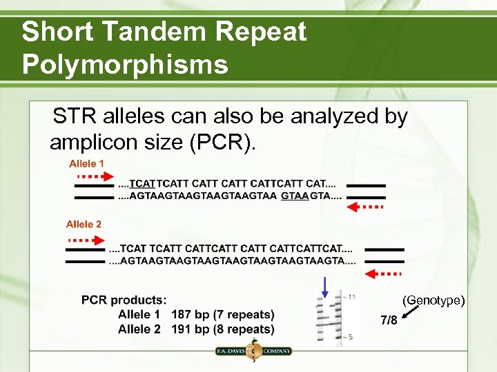 Short Tandem Repeat Polymorphisms STR alleles can also be analyzed by amplicon size (PCR).