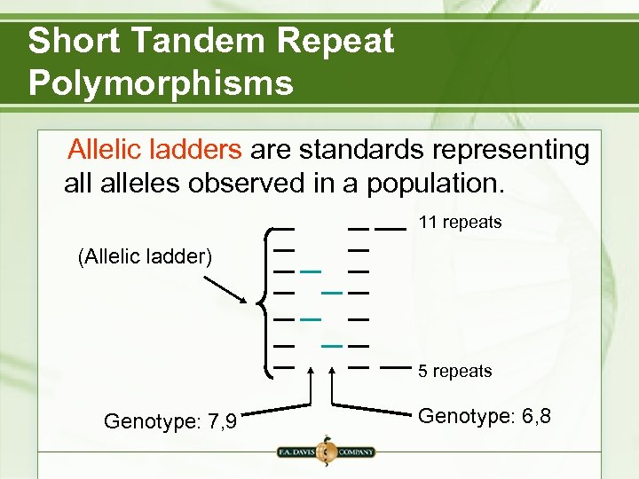 Short Tandem Repeat Polymorphisms Allelic ladders are standards representing alleles observed in a population.