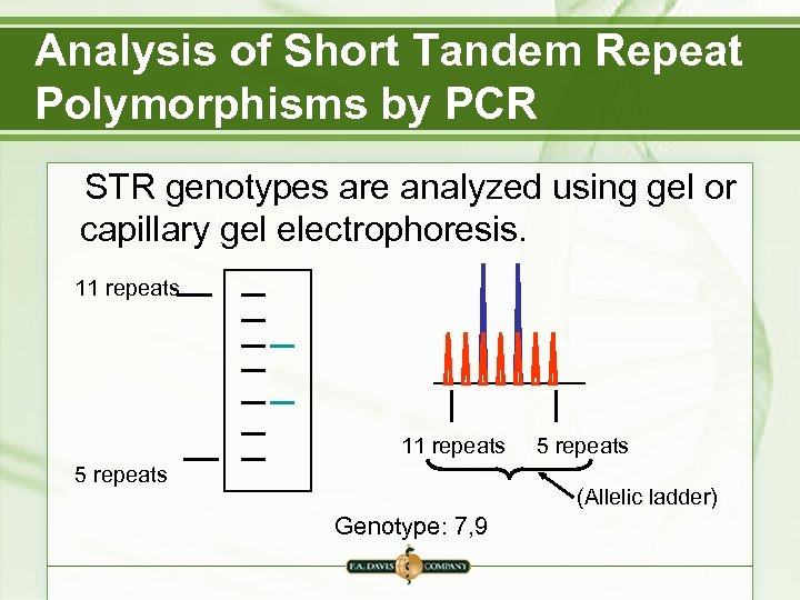Analysis of Short Tandem Repeat Polymorphisms by PCR STR genotypes are analyzed using gel