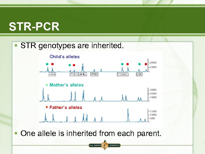 STR-PCR § STR genotypes are inherited. Child’s alleles Mother’s alleles Father’s alleles § One