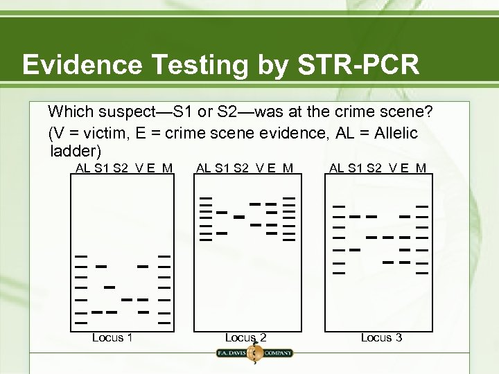Evidence Testing by STR-PCR Which suspect—S 1 or S 2—was at the crime scene?