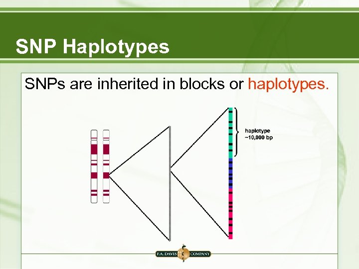 SNP Haplotypes SNPs are inherited in blocks or haplotypes. 