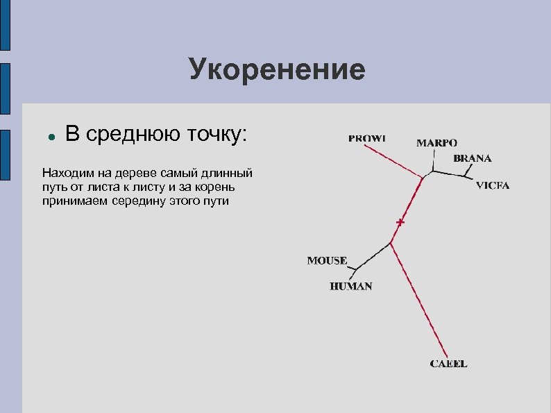 Укоренение В среднюю точку: Находим на дереве самый длинный путь от листа к листу