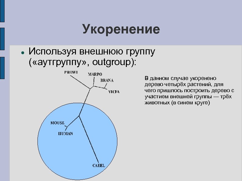 Укоренение Используя внешнюю группу ( «аутгруппу» , outgroup): В данном случае укоренено дерево четырёх