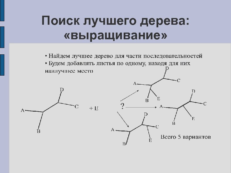 Поиск лучшего дерева: «выращивание» 