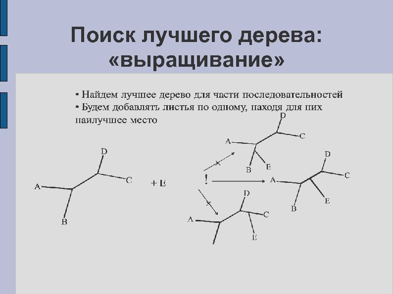 Поиск лучшего дерева: «выращивание» 