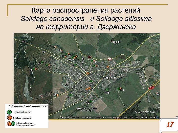 Карта распространения растений Solidago canadensis и Solidago altissima на территории г. Дзержинска 17 
