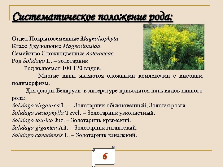 Систематическое положение рода: Отдел Покрытосеменные Magnoliophyta Класс Двудольные Magnoliopsida Семейство Cложноцветные Asteraceae Род Solidago