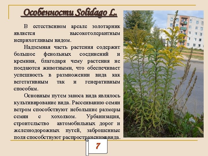 Особенности Solidago L. В естественном ареале золотарник является высокотолерантным неприхотливым видом. Надземная часть растения