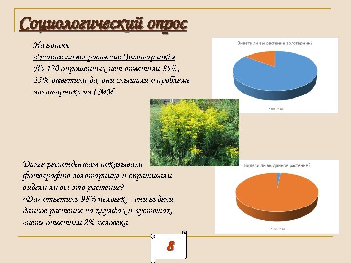 Cоциологический опрос На вопрос «Знаете ли вы растение Золотарник? » Из 120 опрошенных нет