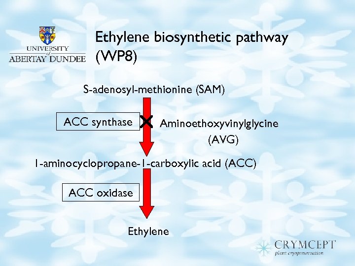 Ethylene biosynthetic pathway (WP 8) S-adenosyl-methionine (SAM) ACC synthase Aminoethoxyvinylglycine (AVG) 1 -aminocyclopropane-1 -carboxylic