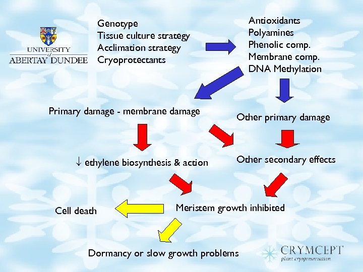 Antioxidants Polyamines Phenolic comp. Membrane comp. DNA Methylation Genotype Tissue culture strategy Acclimation strategy