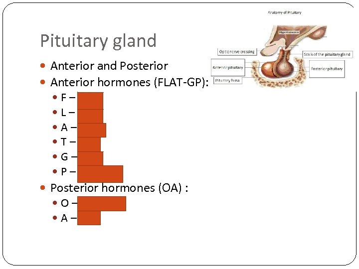 Pituitary gland Anterior and Posterior Anterior hormones (FLAT-GP): F – FSH L – LH