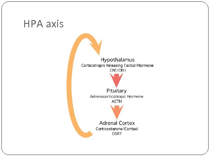 HPA axis 