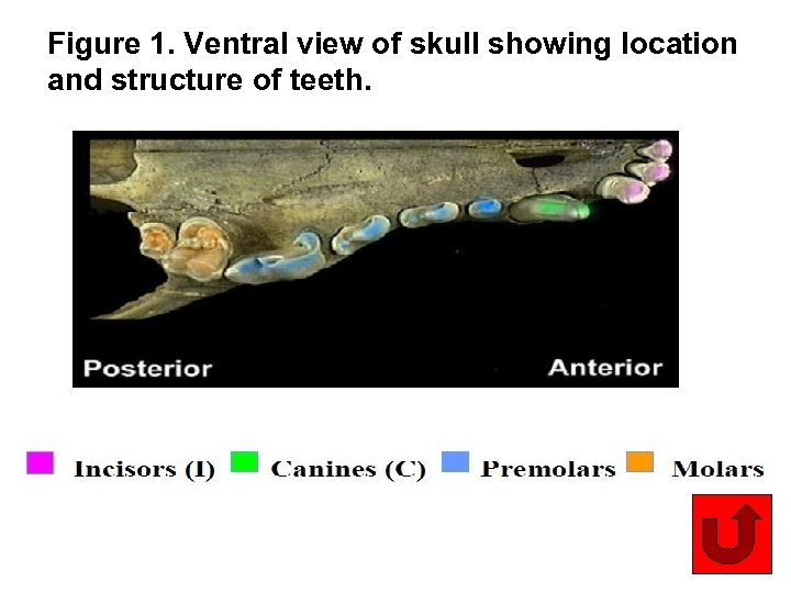 Figure 1. Ventral view of skull showing location and structure of teeth. 10 