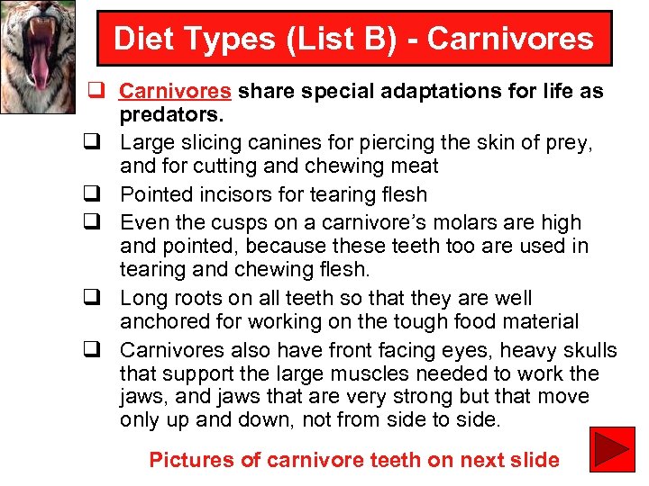 Diet Types (List B) - Carnivores q Carnivores share special adaptations for life as