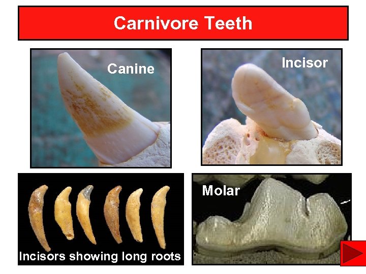 Carnivore Teeth Incisor Canine Molar Incisors showing long roots 12 