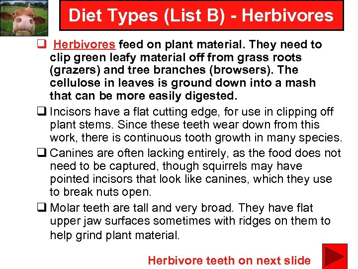 Diet Types (List B) - Herbivores q Herbivores feed on plant material. They need