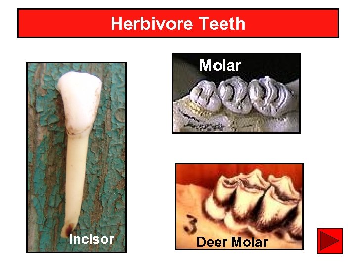Herbivore Teeth Molar Incisor Deer Molar 14 