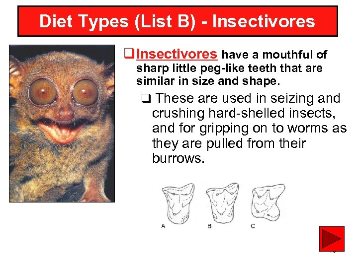 Diet Types (List B) - Insectivores q Insectivores have a mouthful of sharp little