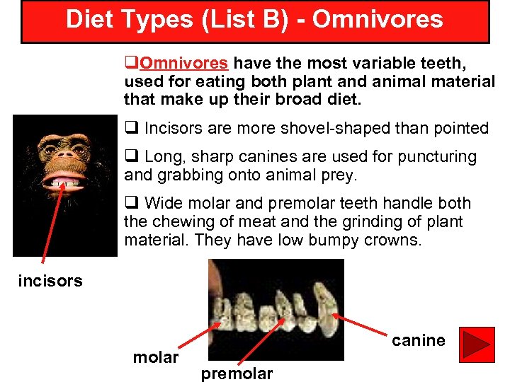 Diet Types (List B) - Omnivores q. Omnivores have the most variable teeth, used
