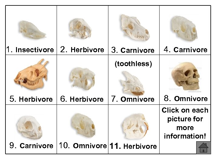 1. Insectivore 2. Herbivore 3. Carnivore 4. Carnivore (toothless) 5. Herbivore 6. Herbivore 7.