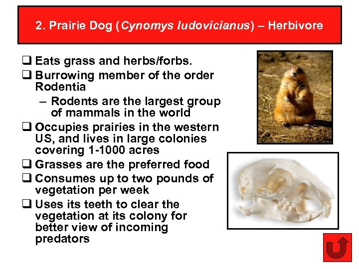 2. Prairie Dog (Cynomys ludovicianus) – Herbivore q Eats grass and herbs/forbs. q Burrowing