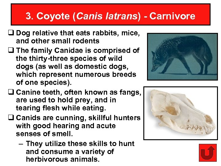 3. Coyote (Canis latrans) - Carnivore q Dog relative that eats rabbits, mice, and