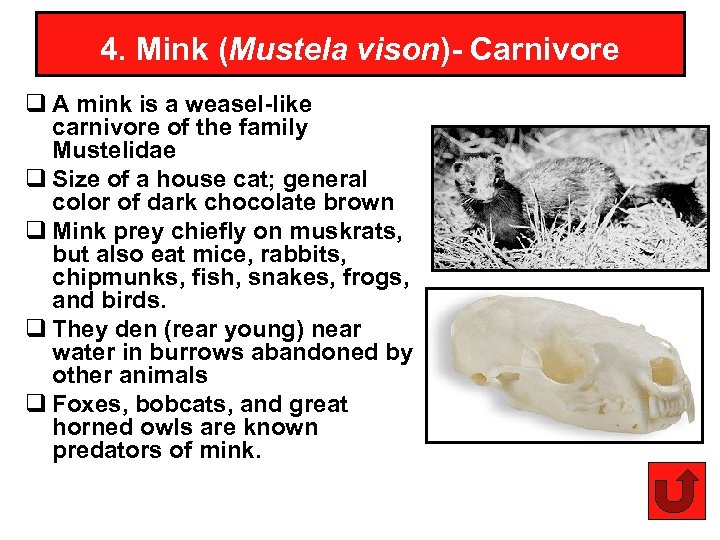 4. Mink (Mustela vison)- Carnivore q A mink is a weasel-like carnivore of the