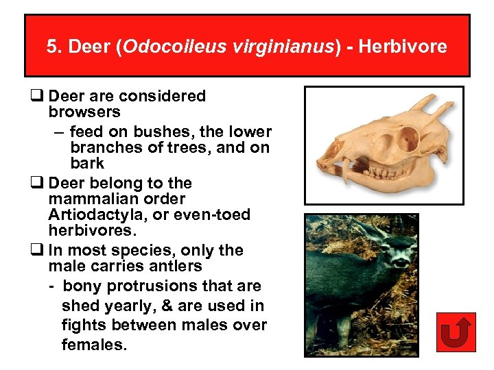 5. Deer (Odocoileus virginianus) - Herbivore q Deer are considered browsers – feed on