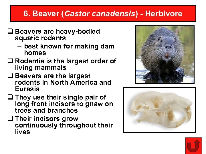 6. Beaver (Castor canadensis) - Herbivore q Beavers are heavy-bodied aquatic rodents – best