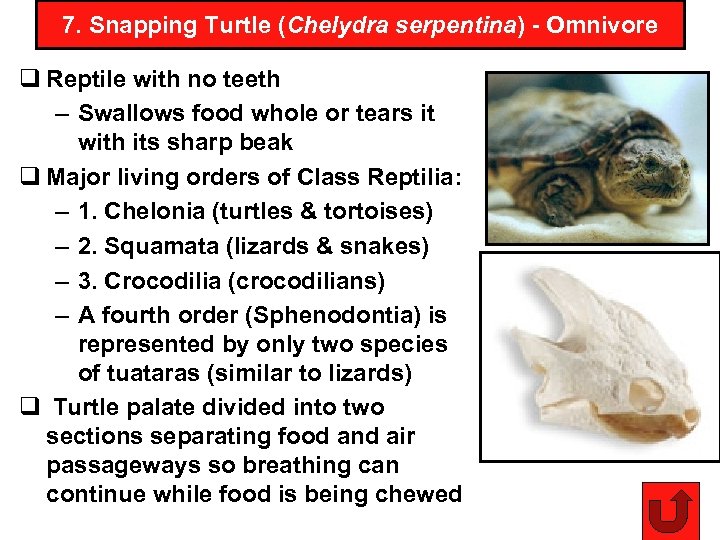 7. Snapping Turtle (Chelydra serpentina) - Omnivore q Reptile with no teeth – Swallows