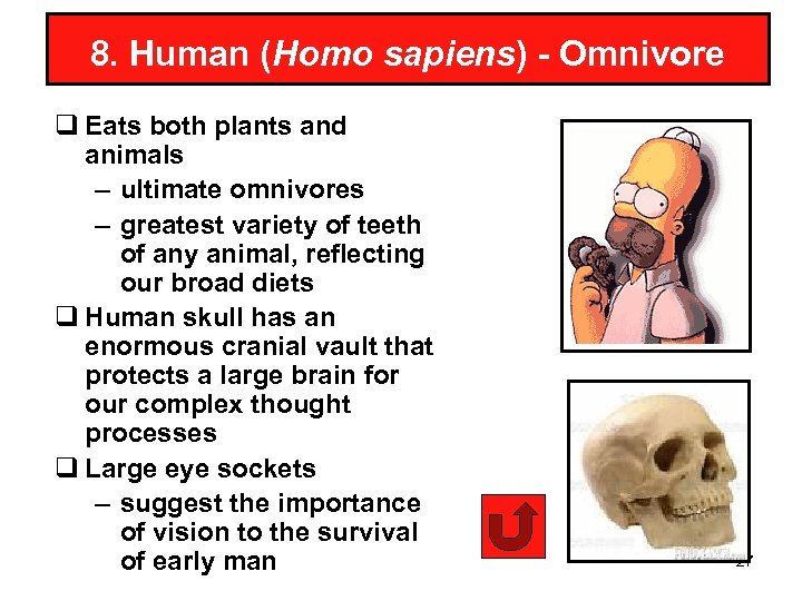 8. Human (Homo sapiens) - Omnivore q Eats both plants and animals – ultimate