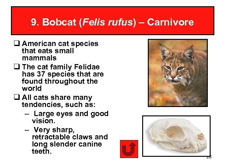 9. Bobcat (Felis rufus) – Carnivore q American cat species that eats small mammals