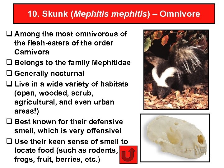 10. Skunk (Mephitis mephitis) – Omnivore q Among the most omnivorous of the flesh-eaters