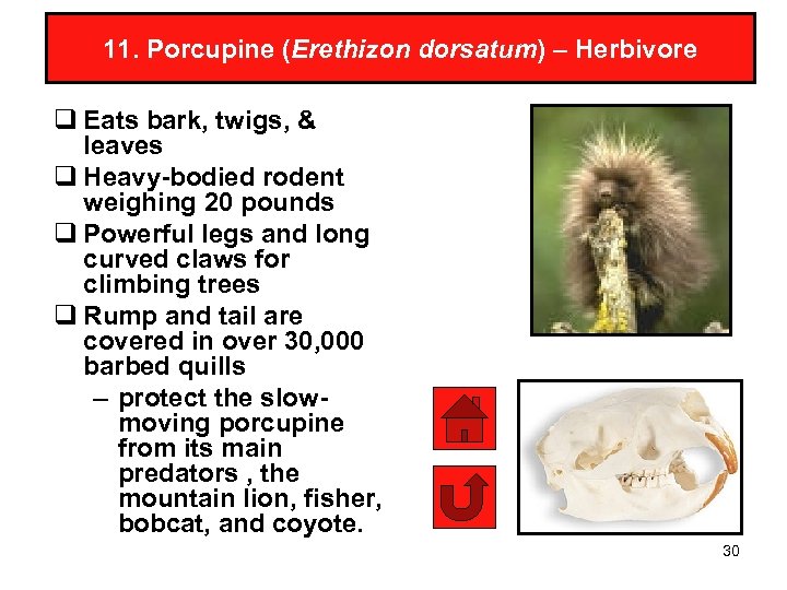 11. Porcupine (Erethizon dorsatum) – Herbivore q Eats bark, twigs, & leaves q Heavy-bodied