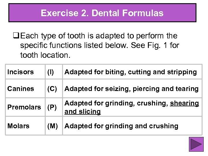 Exercise 2. Dental Formulas q Each type of tooth is adapted to perform the