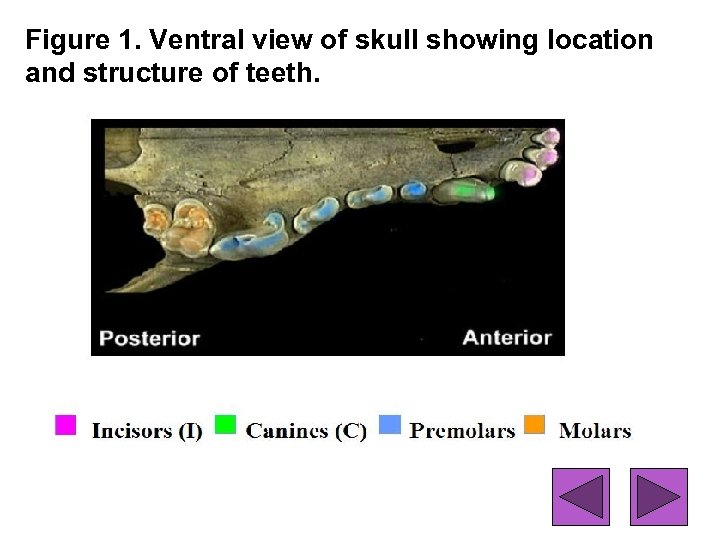 Figure 1. Ventral view of skull showing location and structure of teeth. 32 