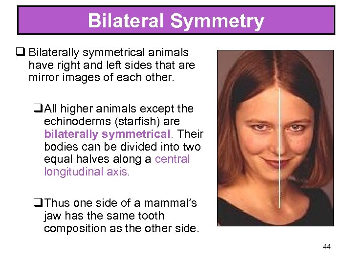 Bilateral Symmetry q Bilaterally symmetrical animals have right and left sides that are mirror