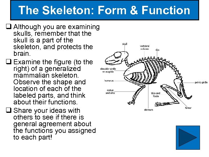 The Skeleton: Form & Function q Although you are examining skulls, remember that the
