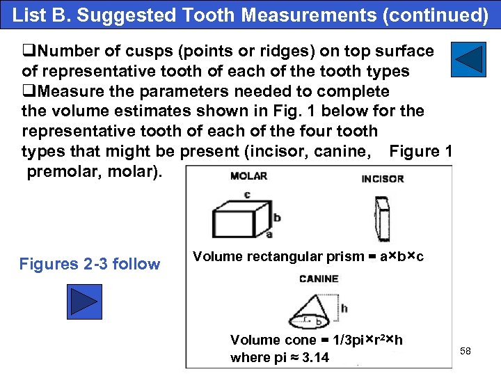 List B. Suggested Tooth Measurements (continued) q. Number of cusps (points or ridges) on