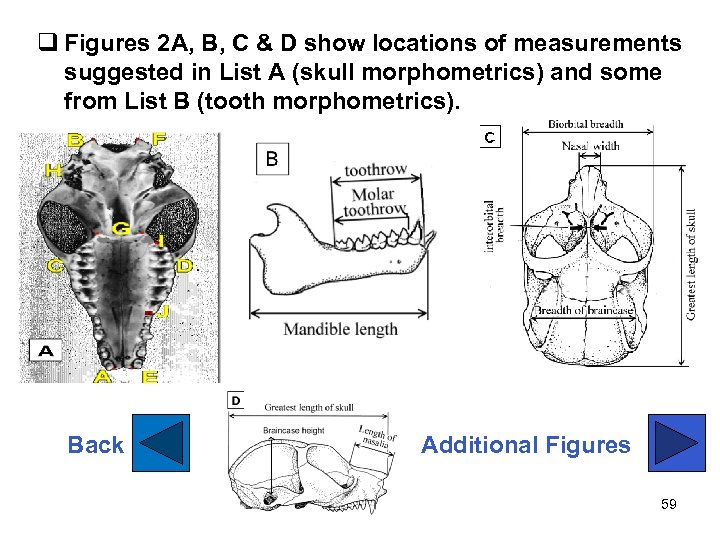 q Figures 2 A, B, C & D show locations of measurements suggested in