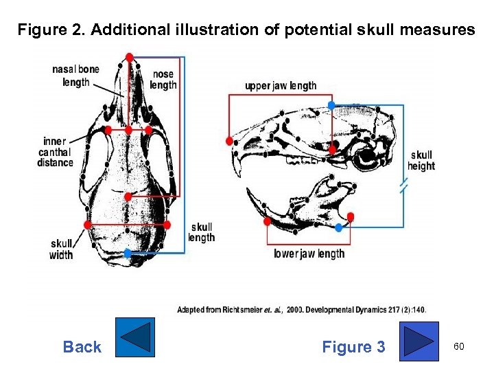 Figure 2. Additional illustration of potential skull measures Back Figure 3 60 