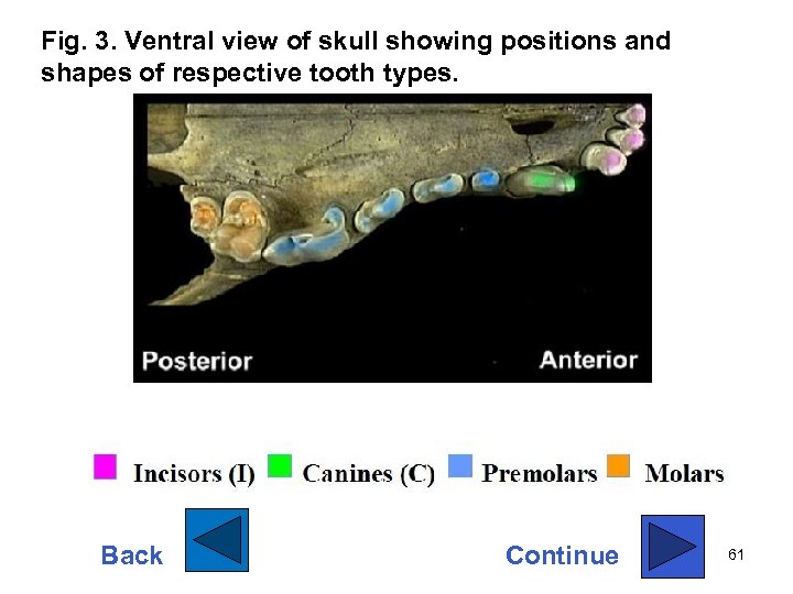 Fig. 3. Ventral view of skull showing positions and shapes of respective tooth types.