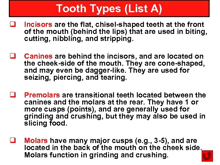 Tooth Types (List A) q q Incisors are the flat, chisel-shaped teeth at the