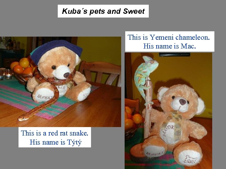 Kuba´s pets and Sweet This is Yemeni chameleon. His name is Mac. This is